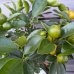 Citrus × microcarpa (Mandarínka) ´CALAMONDIN´ - kont. C1L, výška 20-30 cm - MINI KMIENOK